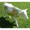 Vache Art on Cows