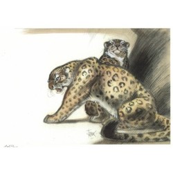 Guépard