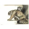 Guépard