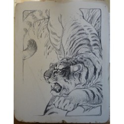 Tigre litho sur pierre