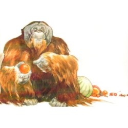 Orang Outan