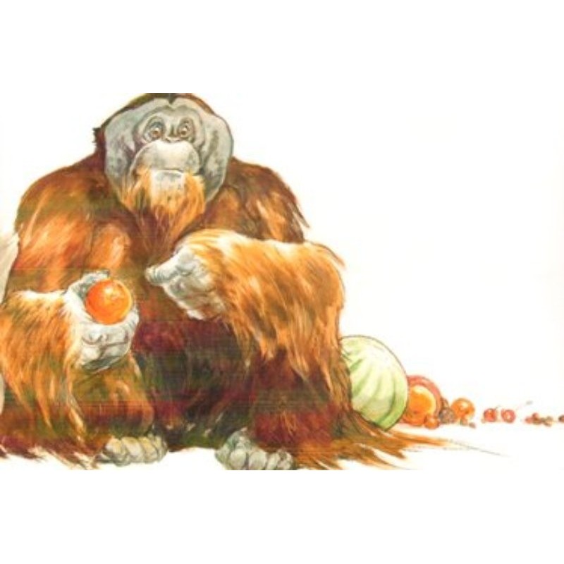 Orang Outan