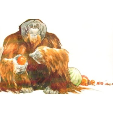 Orang Outan