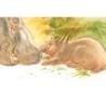 Hippopotames