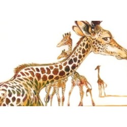 Girafes