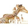 Girafes