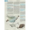 L'immanquable n° 60