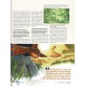DBD n° 198