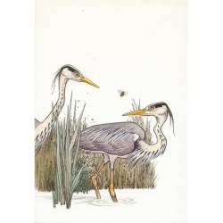 Le Héron cendré